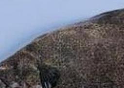 黑姑鱼的营养价值与功效（黑姑鱼的营养价值与功效与禁忌）