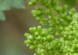 葡萄花的功效与作用 葡萄花有什么功效