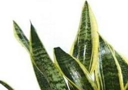 金边虎皮兰如何养殖（虎皮金边兰怎么养）