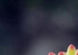 多肉植物八千代养殖方法（八千代多肉的养殖方法）