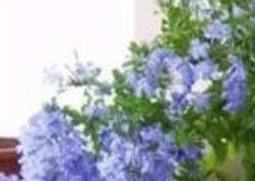 蓝雪花的养殖方法 蓝雪花的养殖方法和注意事项盆栽及价格