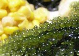 海葡萄怎么吃 海葡萄怎么吃不咸