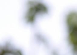 山荆子怎么嫁接茶花 黄荆怎样嫁接茶花