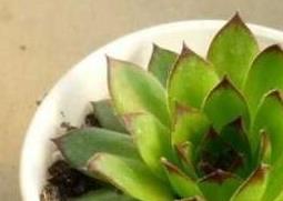 观音莲如何养殖 观音莲如何养殖方法