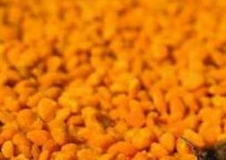 安吉白茶花粉的功效与禁忌