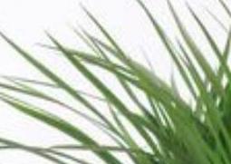 龙血花怎么养殖 龙血花怎么养殖视频