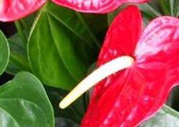 红掌叶子发黄怎么办 秋天红掌叶子发黄怎么办