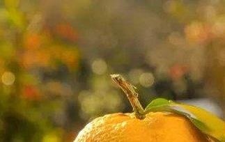 柚子酵素的功效与作用（柚子酵素的功效与作用是什么）