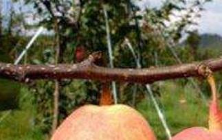 火梨的功效与作用 火把梨的功效与作用