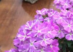 美女樱怎么养殖（美女樱的养殖方法和注意事项）