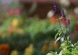 羽衣甘蓝怎么养 羽衣甘蓝怎么养成老桩