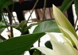 白兰花泡水的功效 白兰花泡水的功效与禁忌