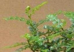 清香木的养殖方法和注意事项（冬季清香木的养殖方法和注意事项）