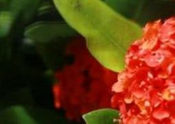 龙船花的养殖方法(海岛四季龙船花的养殖方法)