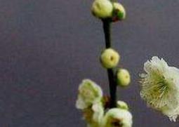 绿梅花和白梅花的功效与作用