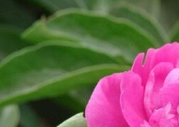 牡丹花的种类和名称 牡丹花的品种名称