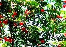 红豆杉的功效与作用及禁忌 红豆杉的功效与作用及禁忌的功效与作用