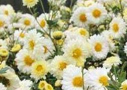 滁菊的功效与作用 滁菊的功效与作用及副作用