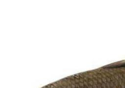 草鱼的营养价值及功效（鲤鱼的营养价值及功效）