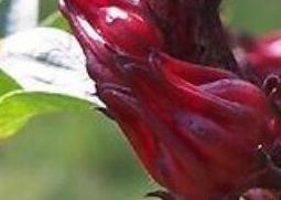 洛神花的功效与作用有哪些 请问洛神花的功效是什么