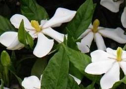 栀子花的养殖方法和注意事项有哪些 如何养殖栀子花和注意事项