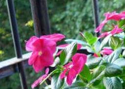 长春花如何播种 长春花如何播种视频