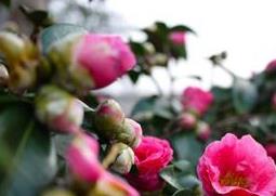 茶花如何养殖（茶花如何养殖视频）