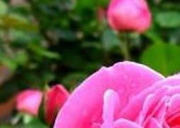 月季花的用途（月季花的用途宣传语）