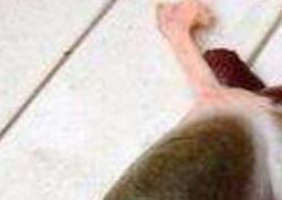 鱼胆的功效与禁忌（鱼胆的功效与作用及食用方法）