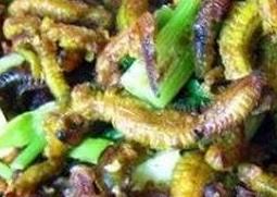 禾虫是什么 禾虫是什么的幼虫