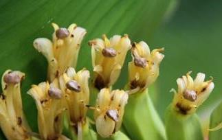 香蕉花怎么吃(香蕉花怎么吃做的好吃)