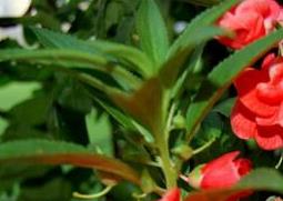 凤仙花有毒吗（新几内亚凤仙花有毒吗）