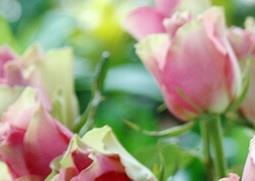 带刺花的种类和图片 带刺花的种类和图片