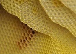 野蜂巢泡酒的功效和作用（野蜂巢泡酒有什么功效）