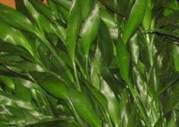 富贵竹叶子发黄怎么办（刚买回来的富贵竹叶子发黄怎么办）