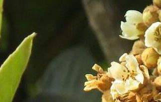 枇杷花怎么吃 枇杷花怎么煮水止咳