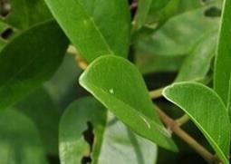 假茉莉的功效与作用（茉莉的功效与作用及副作用）