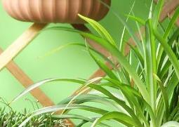 吊兰如何翻盆 吊兰如何翻盆换盆