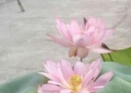 碗莲怎么养 水培植物碗莲怎么养