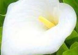 如何种植马蹄莲 如何种植马蹄莲盆栽