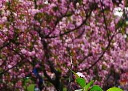 垂丝海棠图片 沂蒙垂丝海棠图片