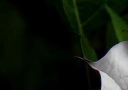 曼陀罗花怎么种（曼陀罗花怎么种植）