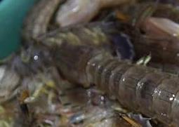 赖尿虾的营养价值与功效 漱尿虾营养价值