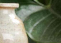 黑玉参的功效与作用（黑玉参的功效与作用图片）