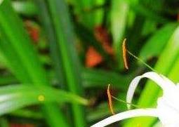 蜘蛛花的功效与作用 蜘蛛花的功效与作用及禁忌