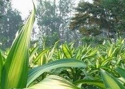 巴西铁树图片 巴西铁树图片大全