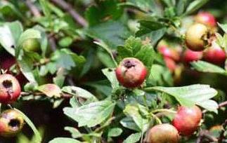野山楂的功效与作用 野山楂的功效与作用泡酒