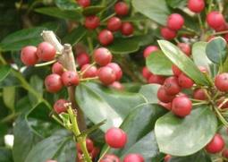 凤丹的功效与作用 凤毛丹功效