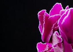 仙客来的药用价值（仙客来的功效）