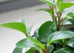 碧玉花怎么养 碧玉花怎么养可以发好多芽